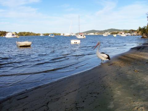 Noosa River
