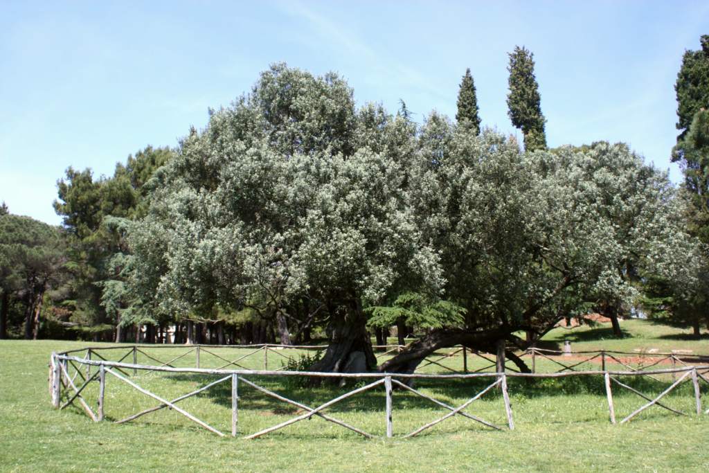 A 1,600 year-old olive tree on Veli Brijun