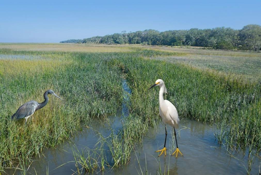 Wildlife op Cumberland Island
