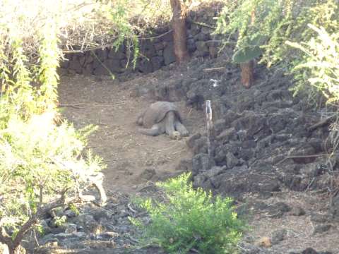 Charles Darwin Research Station