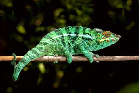 Lokobe National Park