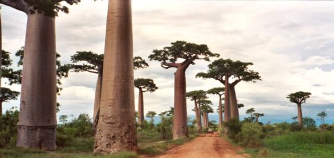 Avenue of the Baobabs