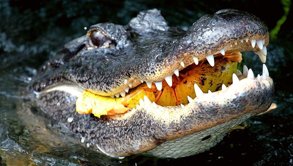 Lokaal eten en drinken - Florida