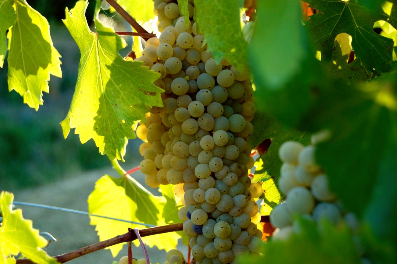 Lokaal eten en drinken - Montefalco