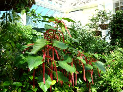 Key West Butterfly and Nature Conservatory