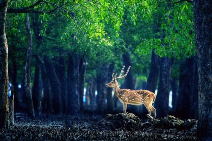 Bangladesh