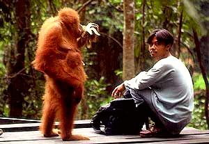 Bukit Lawang