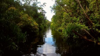 Tanjung Puting Nationaal Park
