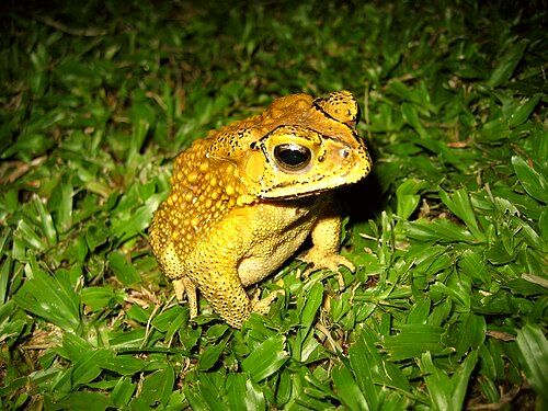 One of many species of frogs found on Ko Samui