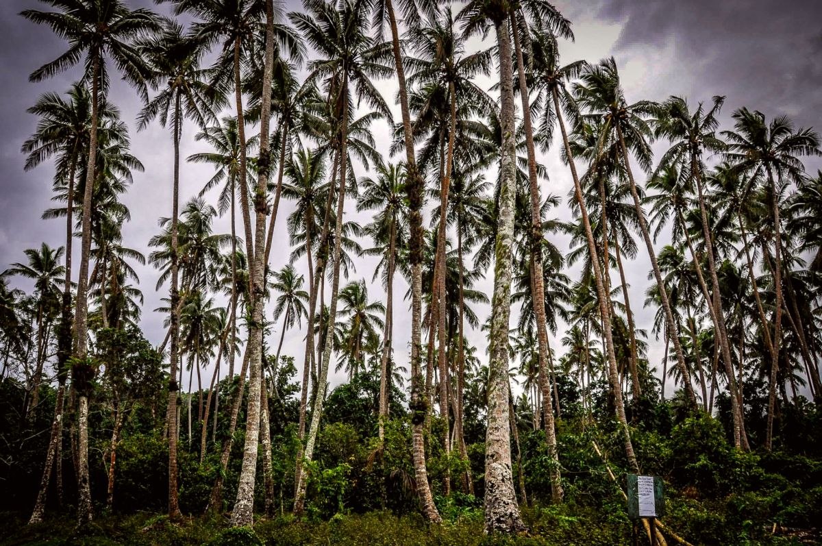 Pentecost Island
