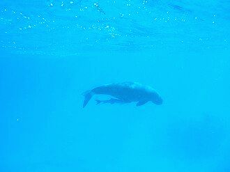 Dugong with attached remora, Lamen Island, Epi, Vanuatu.