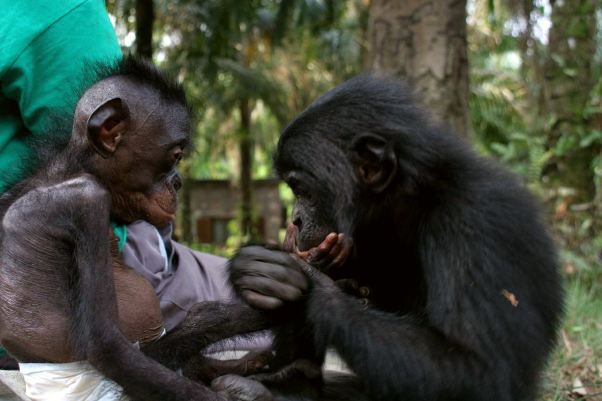 Lola ya Bonobo