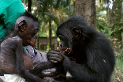 Lola ya Bonobo