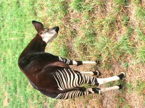 Pretoria Zoo