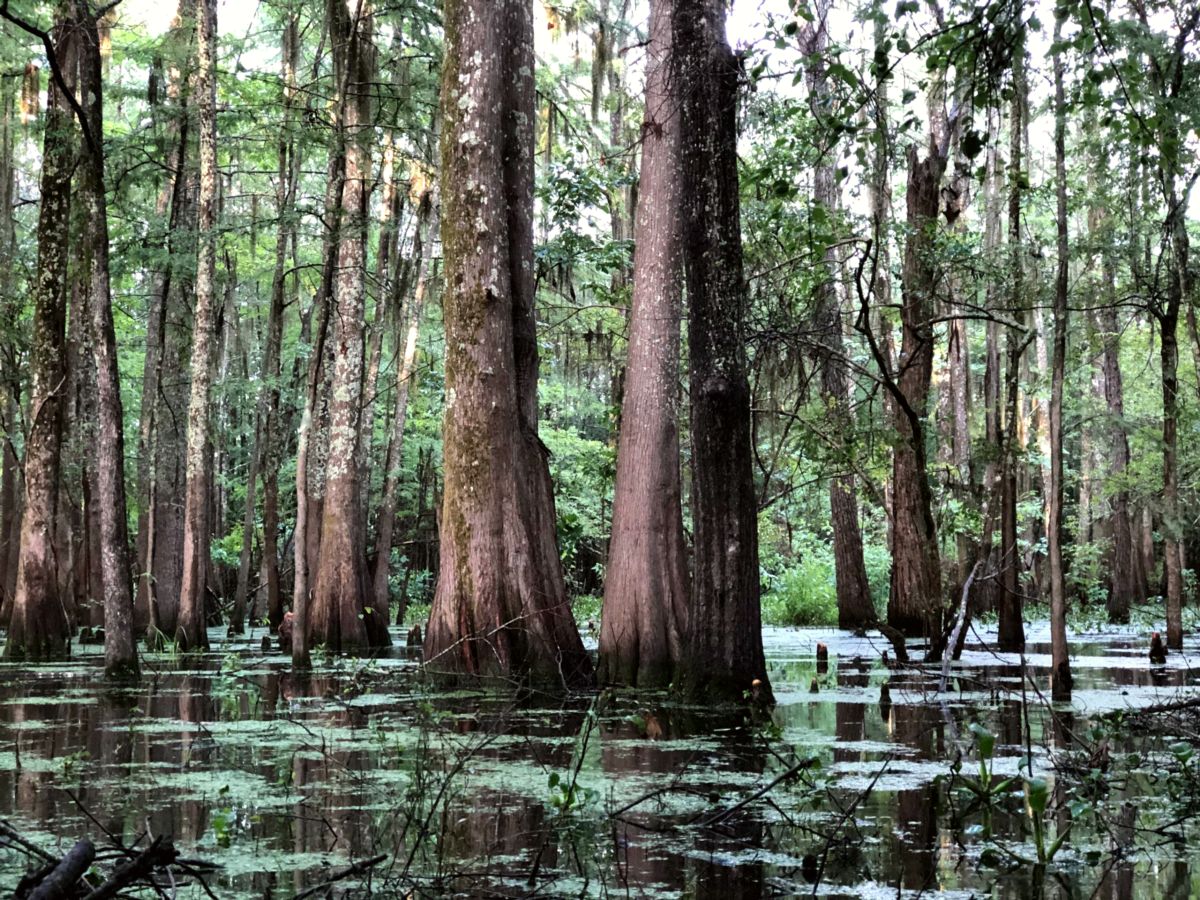 Black Bayou Lake National Wildlife Refuge