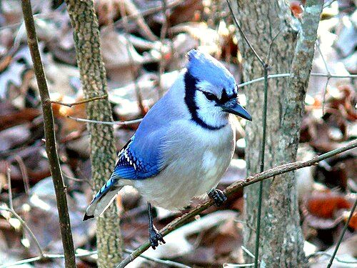 A blue jay, one of Mackinac Island's resident birds