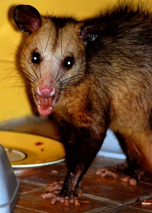 A manicou bares its teeth