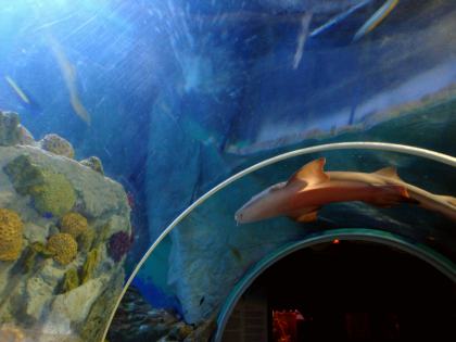 Sea Life Benalmádena