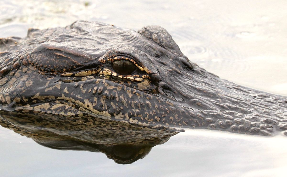 Lokaal eten en drinken - Louisiana