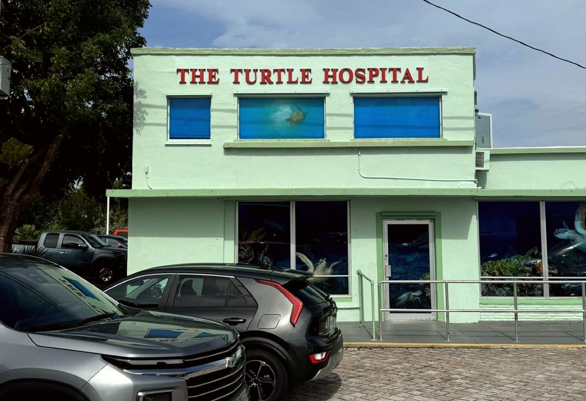 The Turtle Hospital