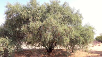 Mesquite