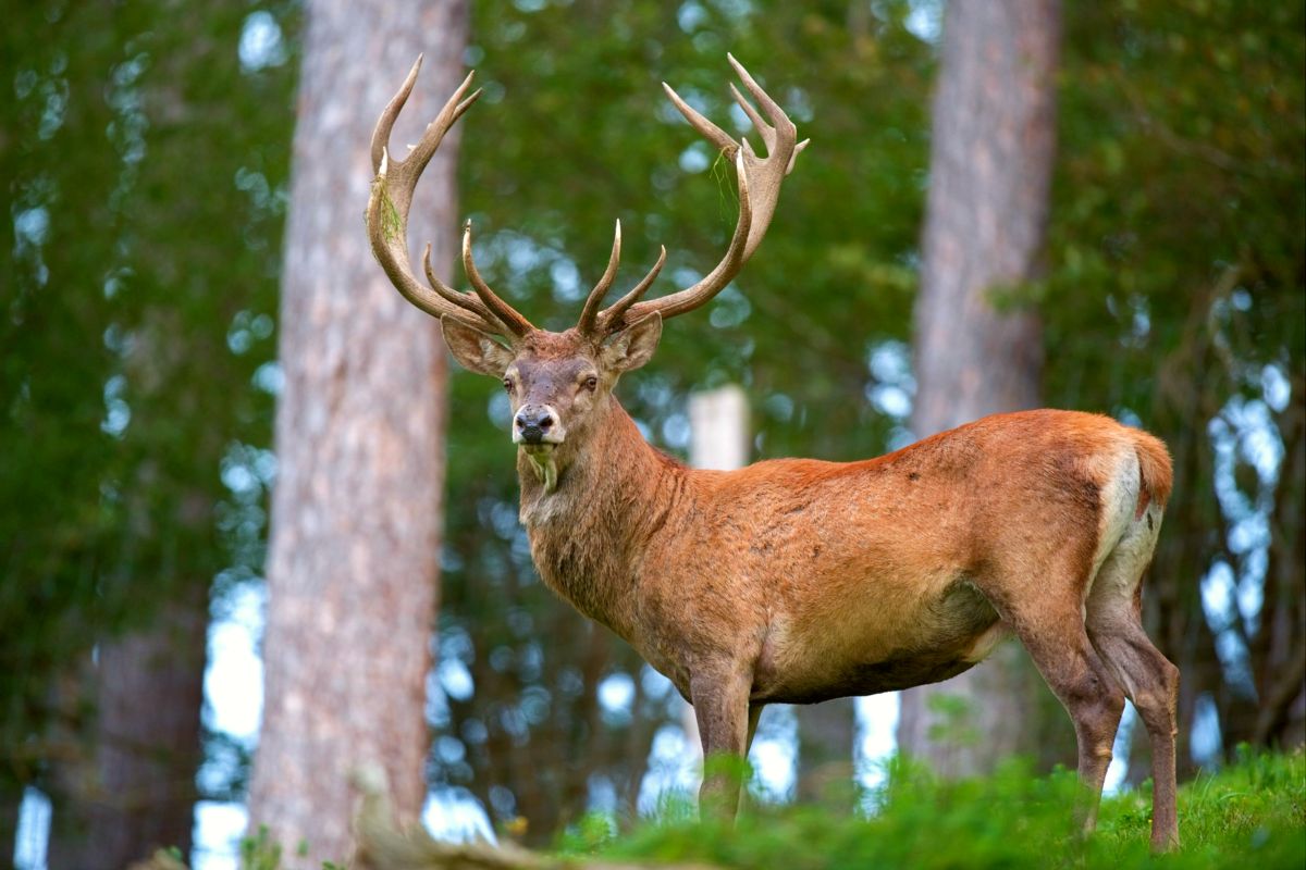 Red Deer