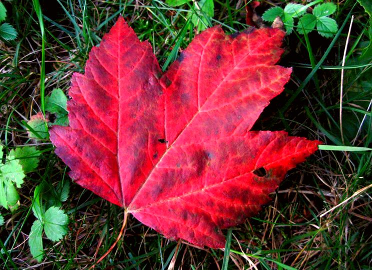 Lokale tradities - Canada
