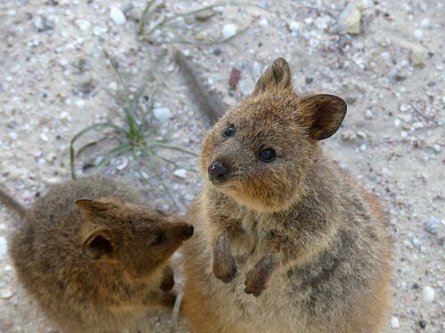 Rottnest Island