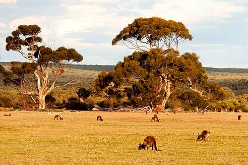 Open woodland with kangaroos