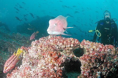 One of the many endemic fauna of the Galápagos Islands.