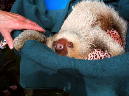 Osa Wildlife Sanctuary