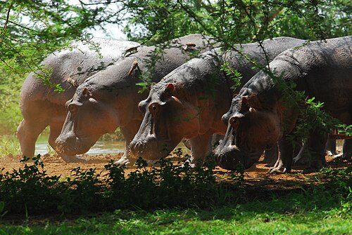 Hippos in the Lake Manyara National Park in the year 2012