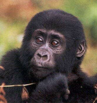 A juvenile mountain gorilla in Bwindi Impenetrable National Park.