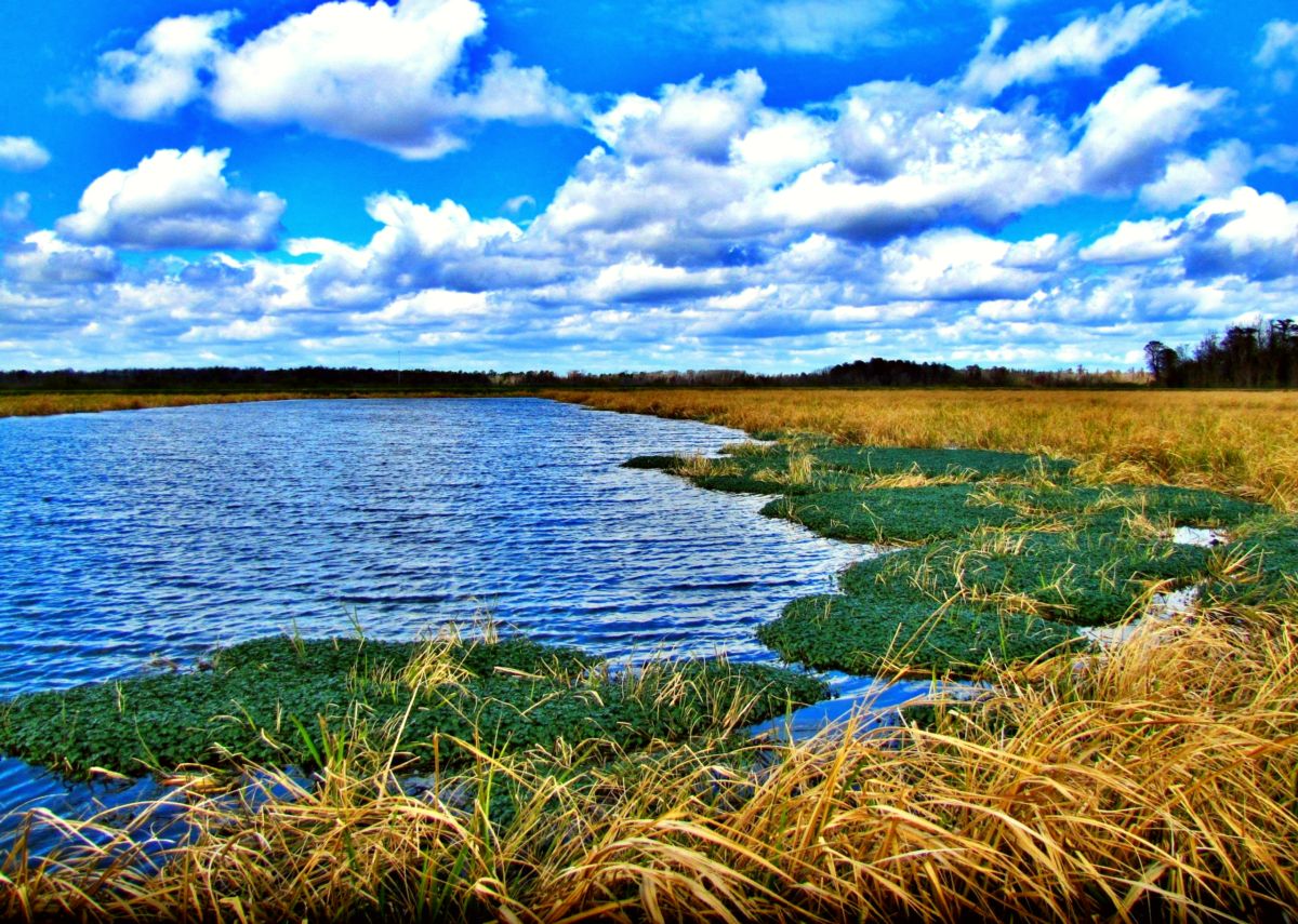 Phinizy Swamp Nature Park