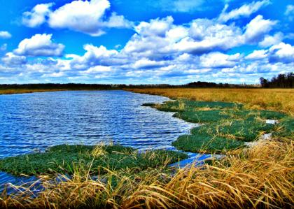 Phinizy Swamp Nature Park