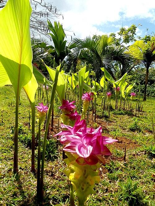 Rentapau, a wildflowers garden