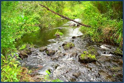 Hogtown Creek