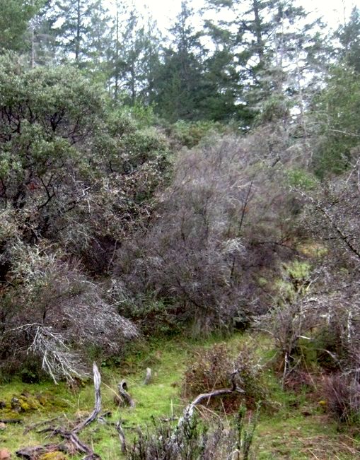 Bothe-Napa Valley State Park