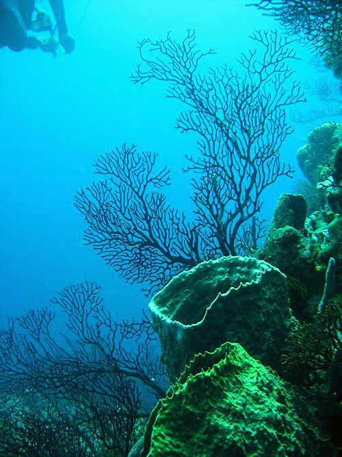 Caribbean Sea