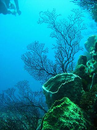 Caribbean Sea