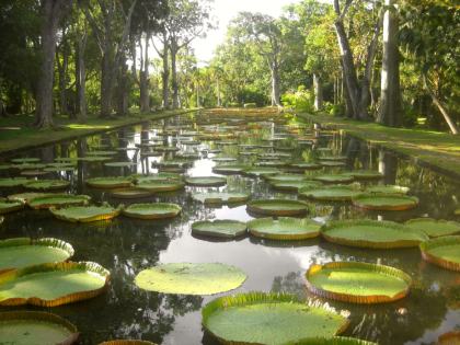 Sir Seewoosagur Ramgoolam Botanical Garden