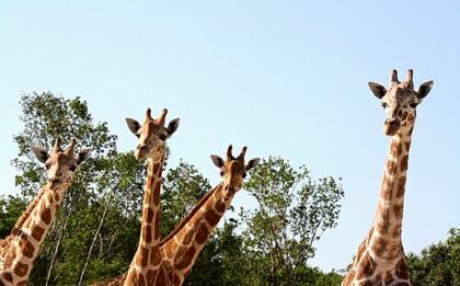Naples Zoo