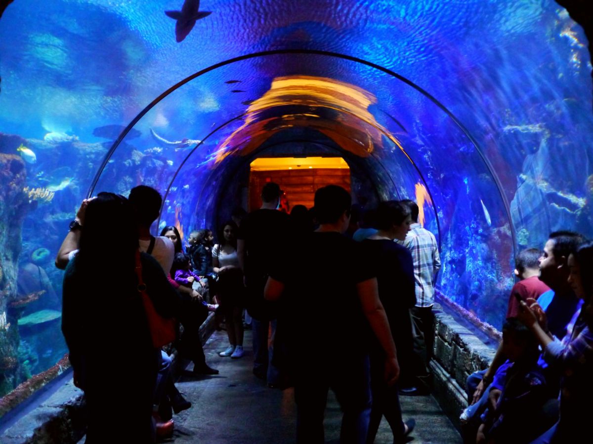 Shark Reef Aquarium