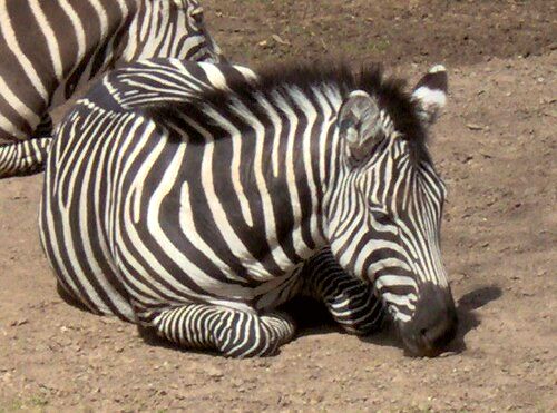 Fort Worth Zoo