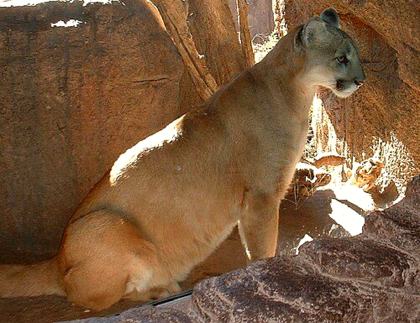 Arizona-Sonora Desert Museum