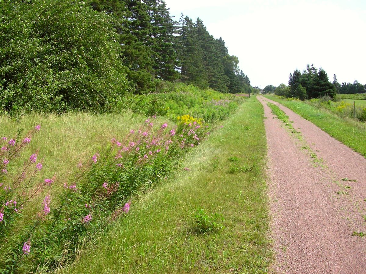 Confederation Trail