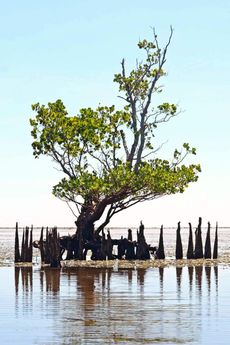 Mangroves