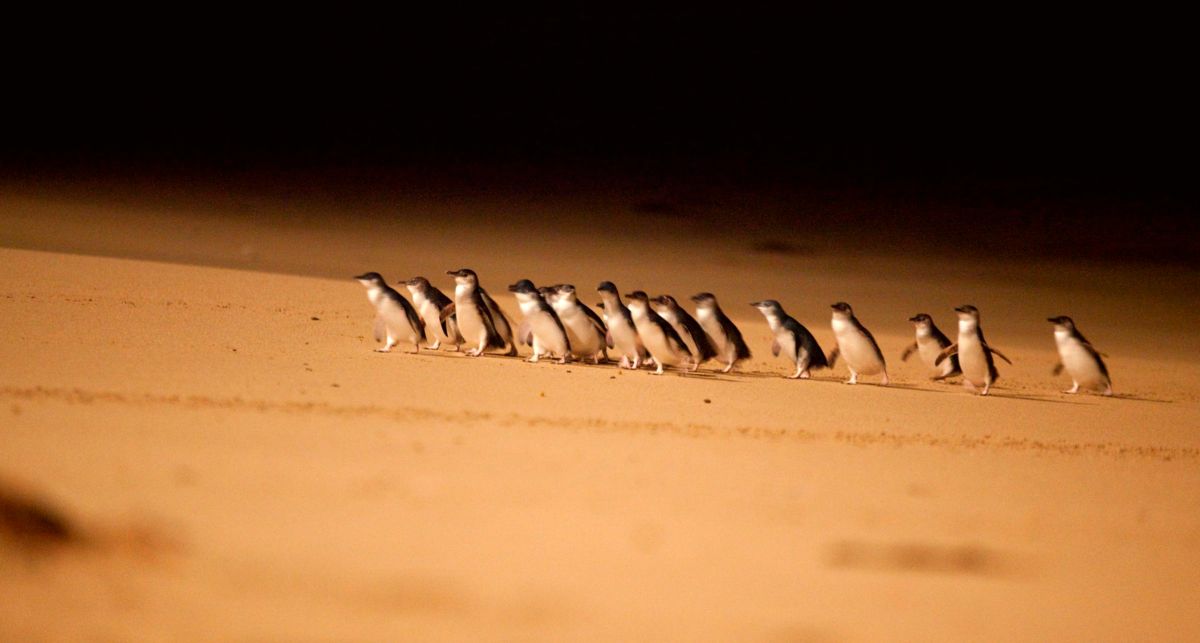 Penguin Parade