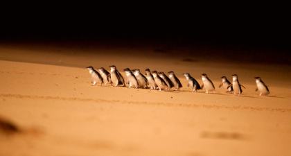 Penguin Parade