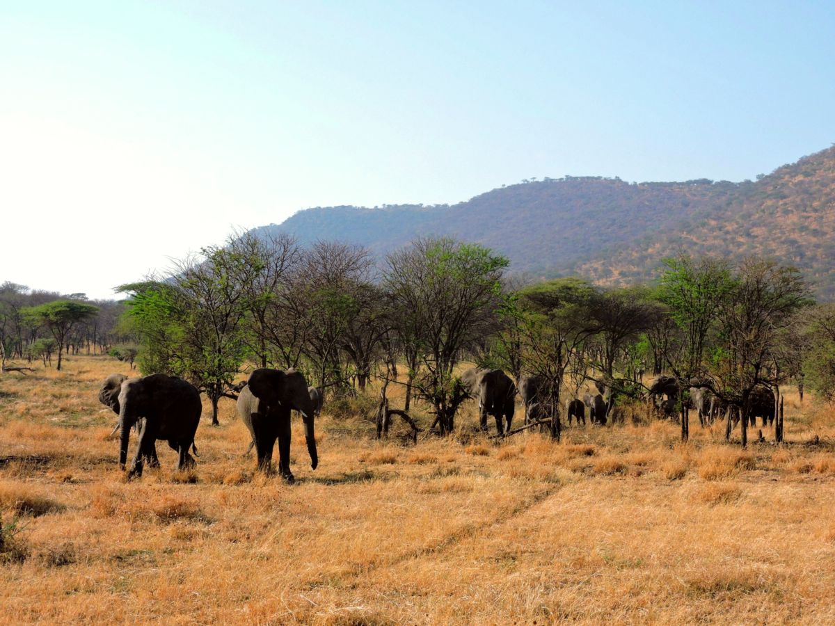 Serengeti